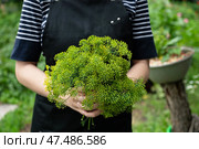 Person holding a vibrant bouquet of fresh green herbs in a lush garden setting on a sunny day. Стоковое фото, фотограф Вербицкая Светлана / Фотобанк Лори