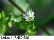 Звездчатка   (лат. Stellaria ) , макросъемка. Стоковое фото, фотограф Лариса Веселова / Фотобанк Лори