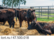 Black Angus calves in the open air. Стоковое фото, фотограф Ольга Сейфутдинова / Фотобанк Лори