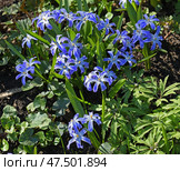 First flowers in early spring. Blue Scilla luciliae in April. Стоковое фото, фотограф Валерия Попова / Фотобанк Лори