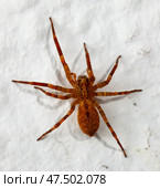 Macro shot of brown recluse spider on white. Стоковое фото, фотограф Яков Филимонов / Фотобанк Лори