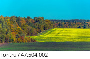 A picturesque rural landscape. In the foreground is a ploughed or planted dark field. Next to it is a bright yellow field, most likely with blooming rapeseed or another agricultural plant. In the background is a dense autumn forest, where the deciduous leaves have already turned yellow, orange and red. The sky is clear, bright blue, without clouds, creating a contrast with the rich colors of nature. Стоковое фото, фотограф Анна Кривицкая / Фотобанк Лори