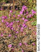 First flowers in spring. Rhododendron dauricum, species of flowering plant in heath family Ericaceae. Стоковое фото, фотограф Валерия Попова / Фотобанк Лори