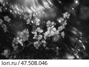 Черно-белое арт фото цветущей ветки. Стоковое фото, фотограф Ременюк Анна / Фотобанк Лори