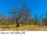 An autumn dry landscape with a field of tall, parched grass and many trees without leaves - probably an abandoned or wild garden. The bright blue sky without a single cloud contrasts with the yellow-brown vegetation, creating the feeling of a warm, dry and windy day. This could be a scene in late summer or early autumn, when the leaves have already fallen and the grass is scorched by the sun. Стоковое фото, фотограф Анна Кривицкая / Фотобанк Лори