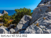 A picturesque coastal landscape in Crimea. In the foreground are light gray rocks with characteristic cracks and patches of vegetation breaking through the stone. Below, coniferous trees are visible, mainly junipers, interspersed with deciduous trees with autumn colors. Beyond the trees, a view opens up to the dark blue Black Sea, and in the distance, a separate rocky cliff. Bright sun and cloudless skies emphasize the southern atmosphere of the region. Стоковое фото, фотограф Анна Кривицкая / Фотобанк Лори