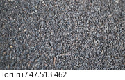 Unprocessed buckwheat groats in stock. Стоковое видео, видеограф Mikhail Davidovich / Фотобанк Лори