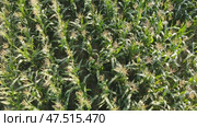 Corn young field. Seedlings planted in a row. Стоковое видео, видеограф Mikhail Davidovich / Фотобанк Лори
