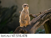 Сурикат (Suricata suricatta) внимательно наблюдает стоя на бревне. Зоопарк Мир птиц в Кейптауне. (2014 год). Стоковое фото, фотограф Анна Ефимова / Фотобанк Лори