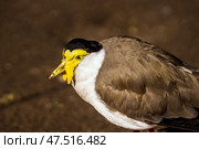 Солдатский чибис (Vanellus miles) Стоковое фото, фотограф Анна Ефимова / Фотобанк Лори