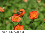 Bright orange anemone and bee. Beautiful photography. Стоковое фото, фотограф Photolart / Фотобанк Лори