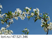 Blossom cherry white flowers on bright sky background. Стоковое фото, фотограф Photolart / Фотобанк Лори