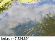 Водомерки прудовые (Gerris lacustris) на поверхности воды, река Красивая Меча, Тульская область, Россия. Стоковое фото, фотограф Андрей Цыганков / Фотобанк Лори
