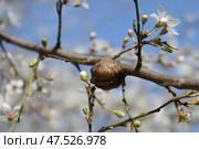 Оотека - гнездо богомола на ветке цветущей вишни. Стоковое фото, фотограф Snezka / Фотобанк Лори