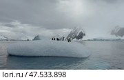 Many Gentoo penguins stand on the ice and jump into the water, with splash. Antarctic ice, protection of the environment. Стоковое видео, видеограф Vladimir / Фотобанк Лори