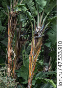 Strelitzia nicolai, giant white paradise bird plant, wild banana plant. Стоковое фото, фотограф Екатерина Якименко / Фотобанк Лори