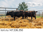 Black Angus calves in the open air. Стоковое фото, фотограф Ольга Сейфутдинова / Фотобанк Лори