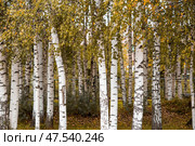 Beautiful autumn landscape. Russian nature and culture. Background of birch trees, wood texture. Birch with falling leaves in late autumn. Стоковое фото, фотограф Photojuli / Фотобанк Лори