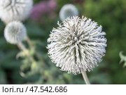 echinops sphaerocephalus or glandular globe-thistle. Стоковое фото, фотограф Татьяна Васильева / Фотобанк Лори