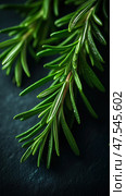 Top-down view of fresh rosemary leaves forming a seamless background. The vivid green foliage highlights the herb’s aromatic qualities and culinary versatility. Стоковое AI-изображение, AI-художник Nart / Фотобанк Лори