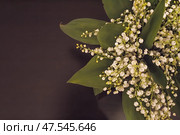 Ландыши. Стоковое фото, фотограф Анна Морозова / Фотобанк Лори