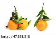 Tangerines set with stems with leaves. Стоковое фото, фотограф Мара Фрибус / Фотобанк Лори