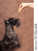 Dog scotch terrier reaches for a tasty piece in the owner's hands. Стоковое фото, фотограф Екатерина Горохова / Фотобанк Лори