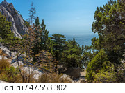 A picturesque Crimean landscape, where majestic mountain cliffs covered with coniferous trees and the endless Black Sea are combined. A massive limestone cliff with a sharp peak rises on the left, and on the right there is a view of the sea, sparkling in the bright sunlight. Below, there is a dense forest of junipers and pines. The atmosphere is secluded and peaceful. A burgundy fabric is visible on a tree branch - perhaps part of a camping or climbing equipment. Стоковое фото, фотограф Анна Кривицкая / Фотобанк Лори