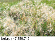 Beautiful picture of Hordeum jubatum. Common names are foxtail barley, bobtail barley,squirreltail barley, and intermediate barley. It is a perennial plant species in the grass family Poaceae. Стоковое фото, фотограф Pukhov K / Фотобанк Лори