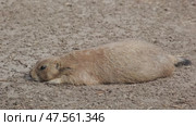 Prairie dog on ground. Стоковое видео, видеограф Михаил Коханчиков / Фотобанк Лори