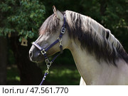 Beauty harness horse portrait in summer day forest. Красивая упряжная лошадь на фоне темных деревьев и яркого дневного солнца. Стоковое фото, фотограф Михаил Кондрашов / Фотобанк Лори