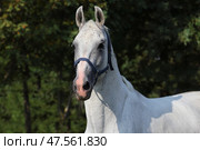 Andalusian white horse portrait against green trees background. Портрет белой андалузской лошади на фоне зеленых деревьев. Стоковое фото, фотограф Михаил Кондрашов / Фотобанк Лори