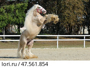 Gypsy Vanner Horse Breed play in paddock. Лошадь легкоупряжной породы джипси ваннер играет и встает на свечку в паддоке летним днем. Стоковое фото, фотограф Михаил Кондрашов / Фотобанк Лори