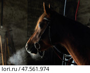 Hot breath of a horse on a dark stable background. Горячее дыхание лошади в холодной темной конюшне. Стоковое фото, фотограф Михаил Кондрашов / Фотобанк Лори