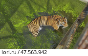Siberian tiger lounging in algae covered zoo pond, cooling off during hot summer day. Стоковое видео, видеограф Mikhail Davidovich / Фотобанк Лори