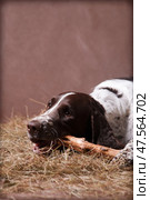 Springer spaniel dog gnaws a stick. Стоковое фото, фотограф Екатерина Горохова / Фотобанк Лори