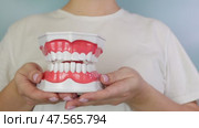 Woman hands demonstrating dental model with moving jaw parts. Стоковое видео, видеограф Zakharova Natasha / Фотобанк Лори