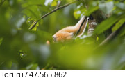 Mittermeier's ta marin monkey exploring rainforest canopy. Стоковое AI-видео, аниматор Юрий Поздников / Фотобанк Лори