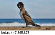 Cormorant preening its feathers on Crimean beach with blue sea in background. Стоковое фото, фотограф Mikhail Davidovich / Фотобанк Лори