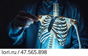Врач в синем халате держит макет скелета. A doctor in a blue lab coat points to a mock-up of a skeleton. Стоковое AI-изображение, AI-художник Смирнова Светлана / Фотобанк Лори