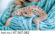 Snug Reptile: A Hognose Snake coiled serenely in the cozy embrace of a knitted blue sweater, a study in contrasts and companionship. Стоковое AI-изображение, AI-художник Данила Большаков / Фотобанк Лори