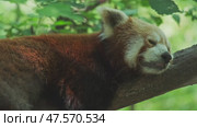 Red panda on tree. Стоковое видео, видеограф Михаил Коханчиков / Фотобанк Лори