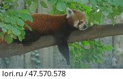 Red panda on tree. Стоковое видео, видеограф Михаил Коханчиков / Фотобанк Лори