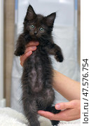 A small fluffy black kitten with big green eyes, which is carefully held in the palms of the hands. The kitten looks touching: its fur on the tummy is sparse in places, which gives the photo a special sincerity and evokes sympathy. The animal looks straight at the camera with an expression of slight surprise and trust. The background is neutral, soft and light, does not distract attention. The photo is ideal for the topics: animal care, veterinary medicine, rescued pets, shelters, kind hands and pets. Стоковое фото, фотограф Анна Кривицкая / Фотобанк Лори