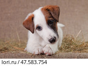 Fox Terrier puppy lies on the hay. Стоковое фото, фотограф Екатерина Горохова / Фотобанк Лори