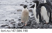 Adelie Penguins walk along beach. Стоковое видео, видеограф Vladimir / Фотобанк Лори