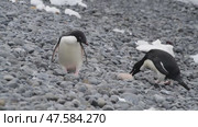 Adelie Penguins walk along beach. Стоковое видео, видеограф Vladimir / Фотобанк Лори