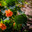 Nasturtium, настурция. Стоковое фото, фотограф Юлия Бабкина / Фотобанк Лори