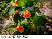 Nasturtium, настурция. Стоковое фото, фотограф Юлия Бабкина / Фотобанк Лори