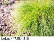Sporobolus heterolepis Споробол раскидистый. Стоковое фото, фотограф Юлия Бабкина / Фотобанк Лори